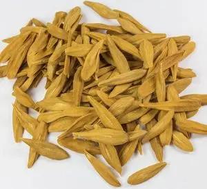 STROPHANTUS GRATUS SEEDS