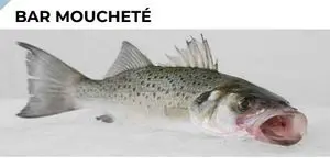 PESCADO ROBALO-BAILA