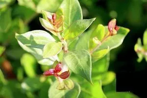 Natural Henna Powder