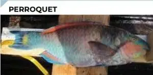 鹦鹉鱼 / 刚果齿鱼 / 冠琥珀鱼 / 山羊鱼 / 格里塞特