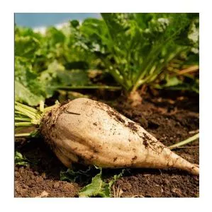  Organic Sugar Beets for Food and Industrial Applications