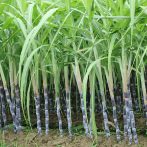 Fresh Sugarcane for Sale - High-Quality Sugar Cane