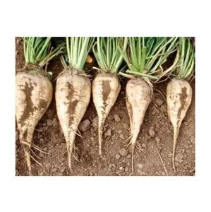 Sugar Beet Roots for Sugar Extraction and Animal Feed