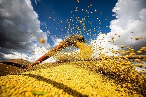 Green Coffee Bean, Soy, Corn, Cattle, Livestock Animal Feed,...