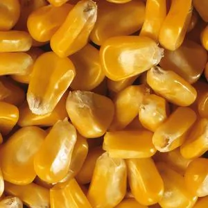 Corn 