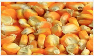 YELLOW MAIZE (ANIMAL FEED)