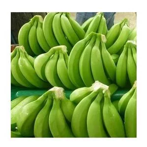 Fresh Bananas Green Cavendish Banana Suppliers