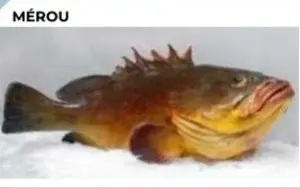 PEIXE MÉROU / BADÉCHE OU MÉROU ROYAL / MÉROU BLANC