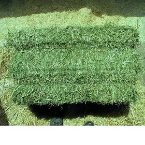 Alfalfa Hay Bales 