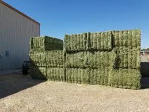 Premium High quality Alfalfa Hay, Timothy Hay And Grass Hay and...