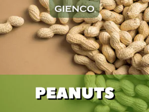 Peanuts