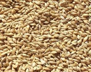 BARLEY GRAIN