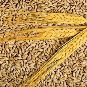Wholesale Good Quality At Factory Price Barley Barley Animal...