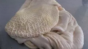 Tripa de carne congelada Halal &amp; Carne certificada...