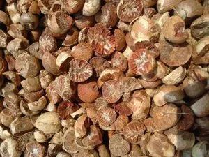 Dried Betel Nut High Quality Big size