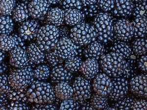 Frutas orgânicas a granel amoras congeladas