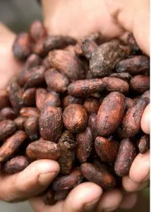 Cacao almendra producido en la Amazonía