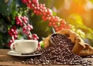 Arabica coffee variety, roasted and ground, green, roasted beans