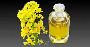 菜籽油 / 芥花油