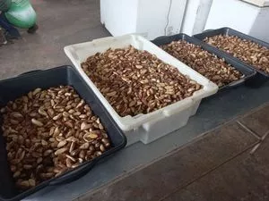 CASTANHA-DO-PARÁ