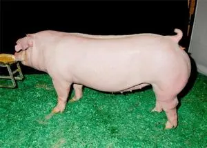 Venda de carne de porco na carcaça