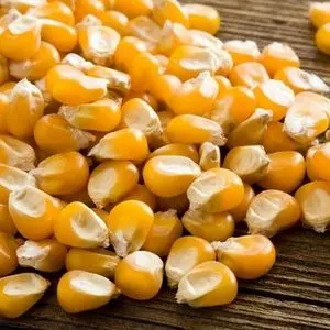 黄玉米玉米