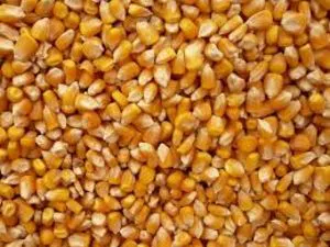 Non GMO corn available