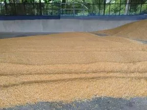 Yellow corn for animal feeds,sunflower oil and scraps products