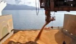 SOJA SOYBEAN GMO-N NON GMO