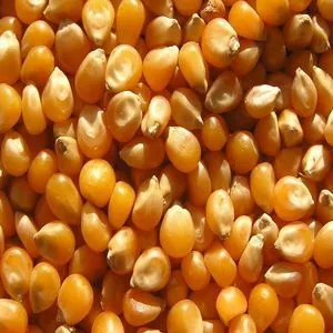 White Maize/ Corn and Yellow maize / Corn for sale