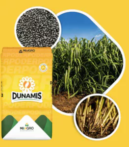 Semillas de Pasto - DUNAMIS