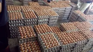 Fresh Table Eggs All Sizes for Sale