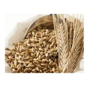 Natural Raw Grain Barley Animal Feed