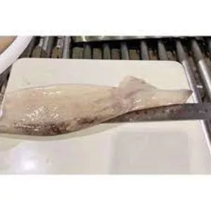Congelado Illex Squid Dirty Tube