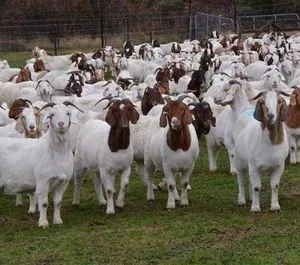Full Blood Boer Goats farm goats/saanen