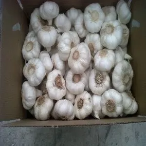 Venda por atacado alho seco e fresco