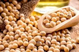 大豆（转基因/农地）