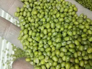 Green Mung Beans