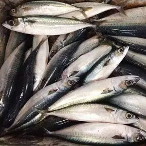 FROZEN MACKEREL WHOLE ROUND FISH