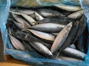 Best price wholesale fish frozen pacific mackerel exporters