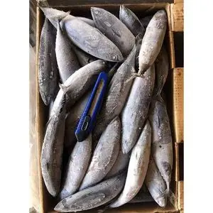 Hot Sale fish Frozen Skipjack Tuna/Bonito With Good Price For...