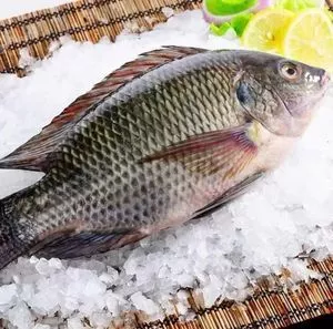 High quality filete tilapia frozen tilapia fillet for wholesale