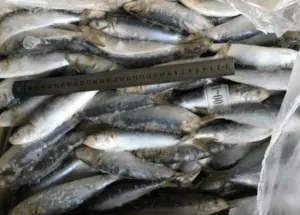 SARDINE FISH SEAFOOD Top Selling Export Frozen Seafood Fish...