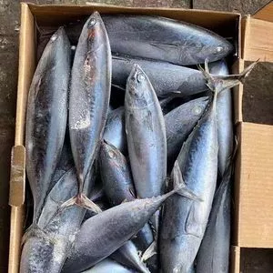 Fresh Seafood 300 - 500 g Frozen Bonito Tuna Fish
