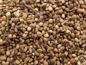 Venda quente por atacado sementes de cânhamo agrícola ZA