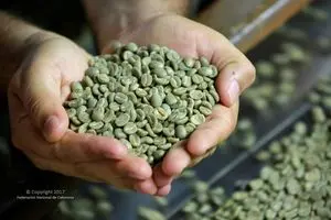 ARABICA GREEN COFFEE COLOMBIAN ORIGIN
