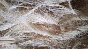 FIBRAS DE SISAL