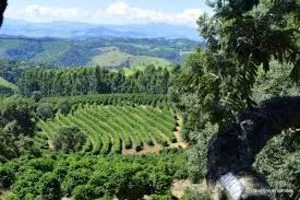 Granos de café de Mantiqueira - Naranja