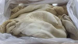 Halal Buffalo desossadas Carnes / Omaso carne congelada