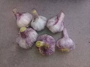 Ajos